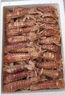 Frozen mantis shrimp