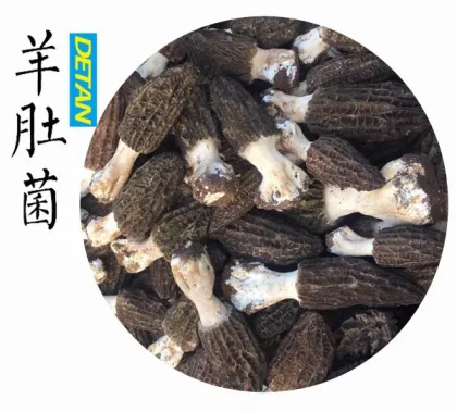Fresh Morel Mushrooms Wild From Yunnan China