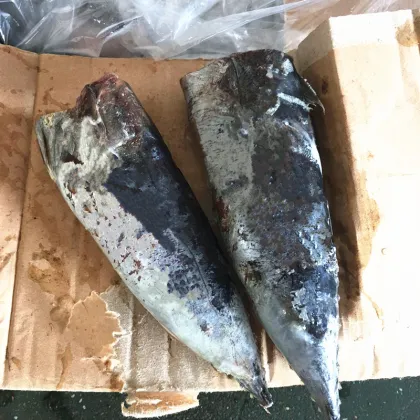 Sea Frozen Bonito HGT