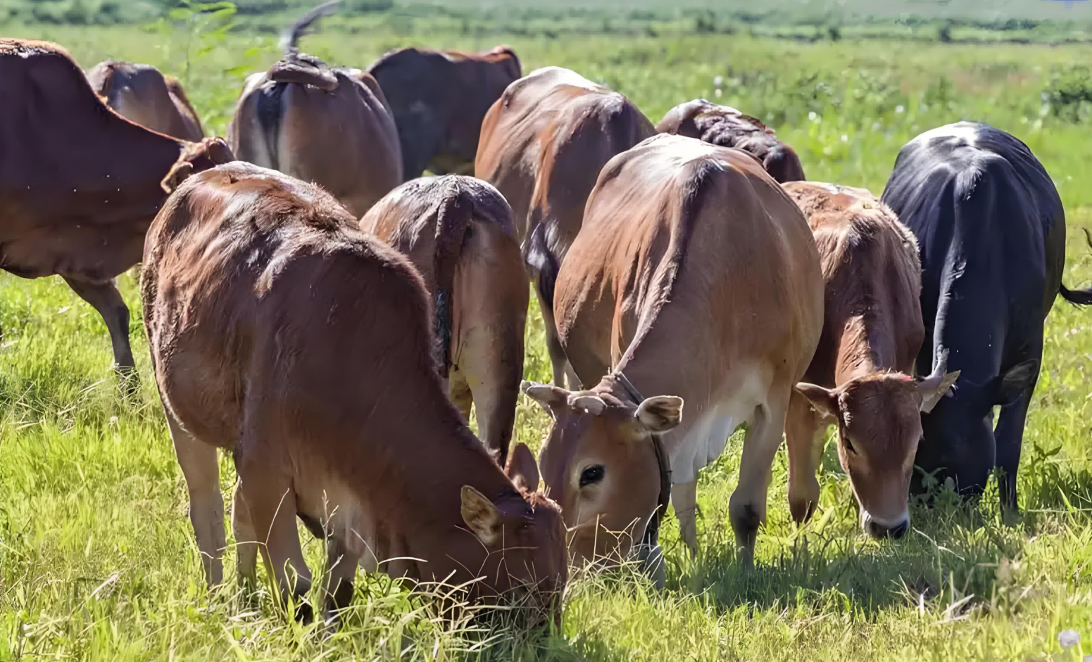 bovine ultrasound machine