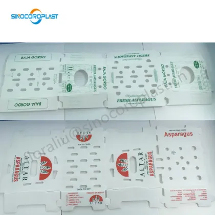 Hydrocooled Asparagus Packaging: 5kg Asparagus in Plastic Box