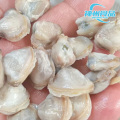 Erstklassiges, schockgefrorenes Muschelfleisch