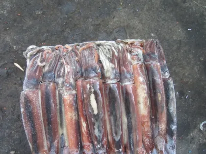 Argentina Squid (Illex Squid)