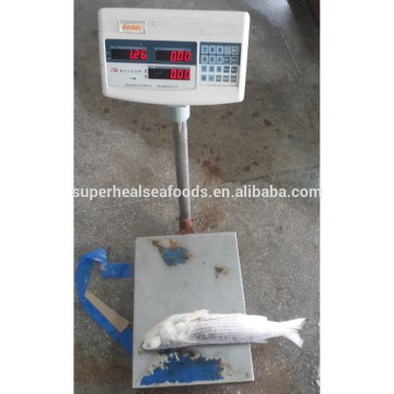 Single Piece Frozen Fish Gutted Mullet Size 1-2kg/pc