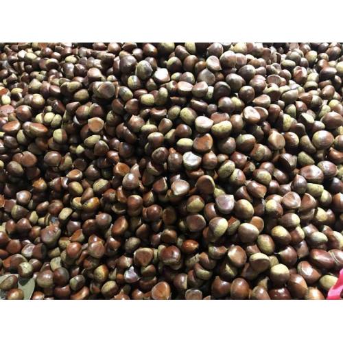 2018 chestnut manis Dandong