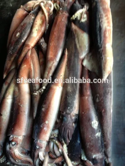high quality todarodes squid pacifcus