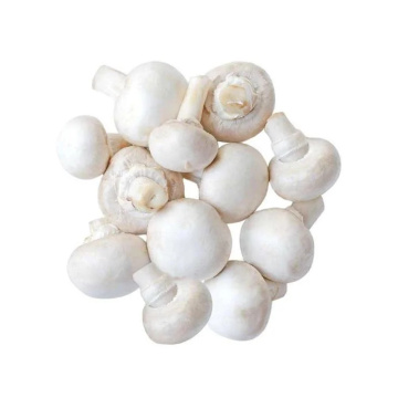 White Button Mushroom Extract Agaricus Bisporus powder