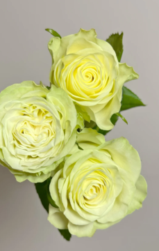 ライトグリーンのジュッタローズの単頭花