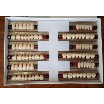 Two Layers Synthetic Resin Teeth for Sale