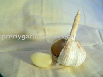 Fresh Organic garlic
