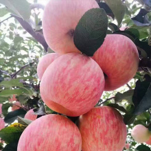 Manzanas Fuji Orgánicas Especiales de Alto Grado de NingXia
