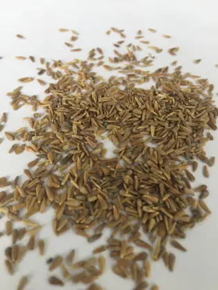Hybrid flower company supply callistephus chinensis seeds