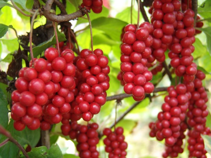 Schisandra