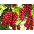 Mass Stock Schisandra chinensis extract Direct sales