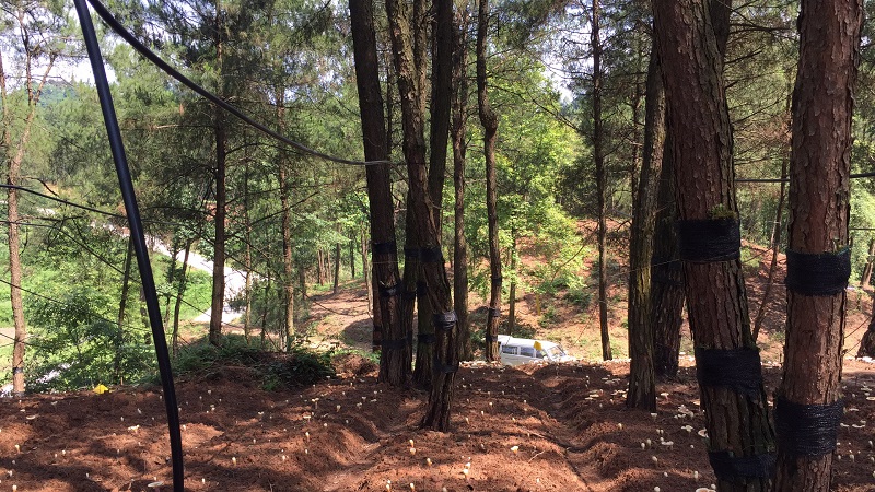 Qingcheng Agriculture's Fuling Forest Sprinkler Irrigation Project Successfully Completed, Receives High Praise from Client