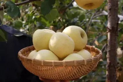 Fresh golden cream fuji apples