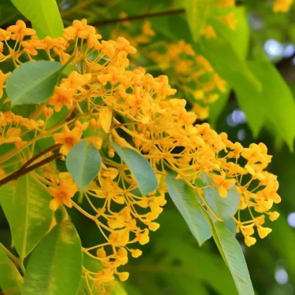 lose weight cassia angustifolia seed extract powder