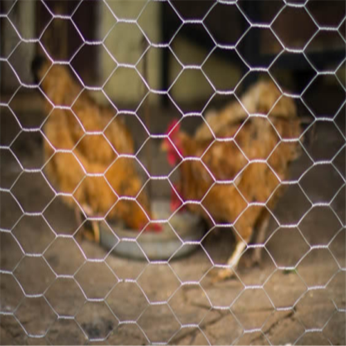 Gaiola de rede de arame hexagonal galvanizado para frango