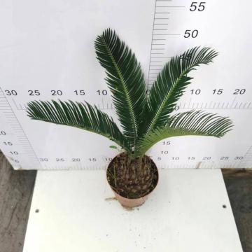 최고 판매 Cycas Revoluta 140#b