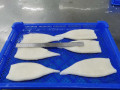 Tubo de calamar calamares congelados de buena calidad U10 70%NW