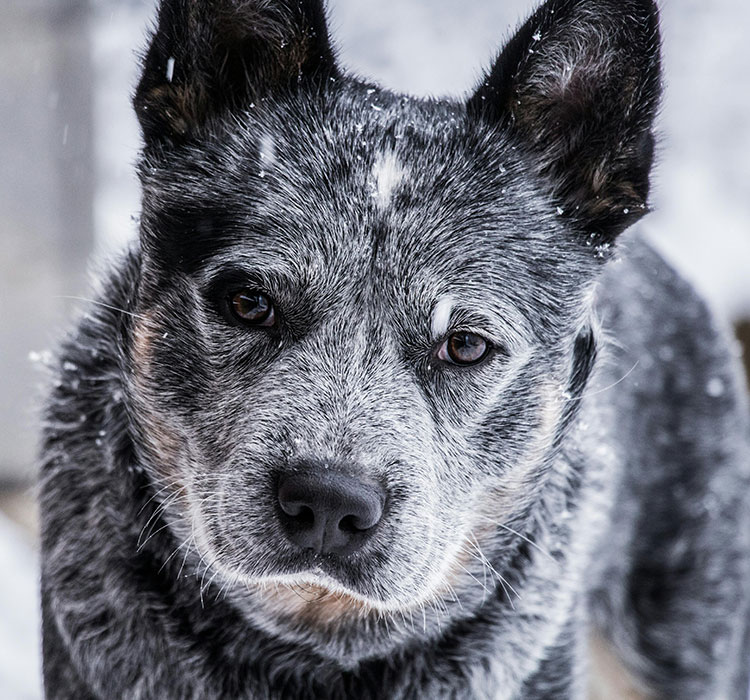 Title: Chewing Dog Toy TPR: Addressing Safety Concerns & Enhancing the Bond between Dogs and Their Owners