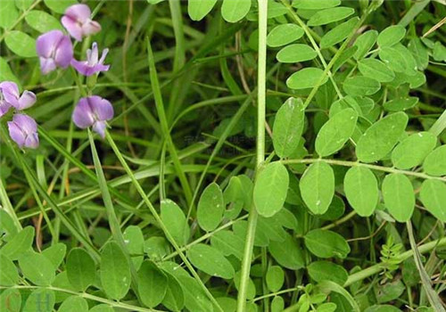 Shayuanzi plant