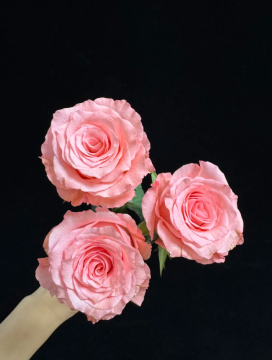 ピンクのバラの新鮮な切り口の単頭の花を収穫します。