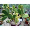 Cactus Caralluma Fimbriata Extract Poeder 10:1 Gewichtsverlies