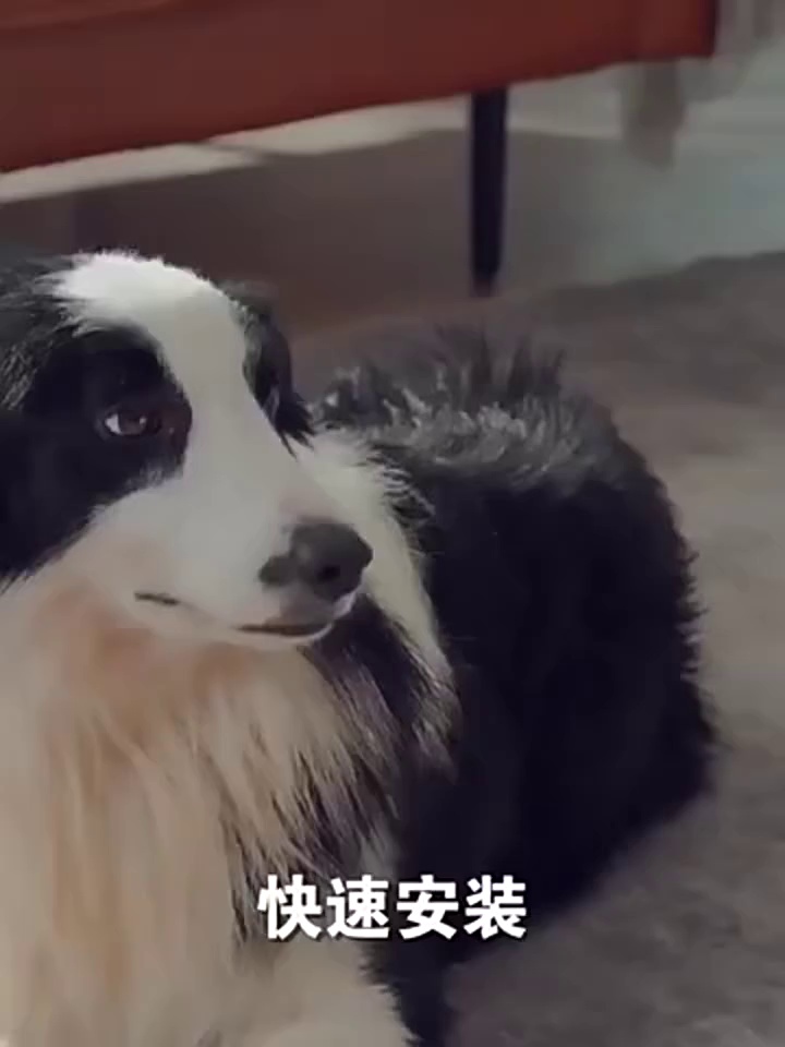 High-Power Silent Dog Grooming Blower Brush