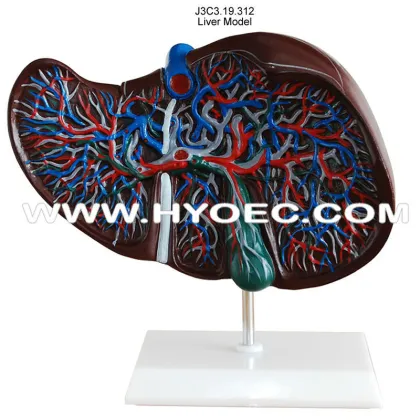 Liver Model-J3C3.19.312