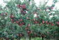 Red Fuji Apple e più tipi di cartoni Apple