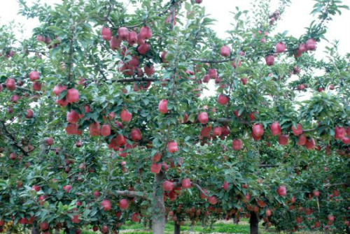 Red Fuji Apple e più tipi di cartoni Apple