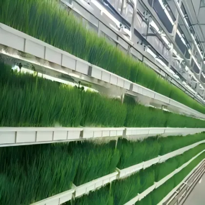 Hydroponics Cultures Plant Technology Container Greenhouse