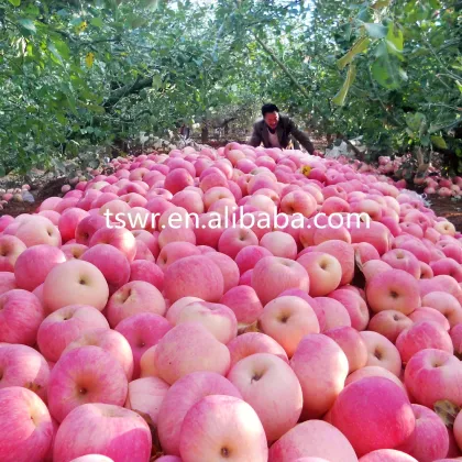 new crop fresh fuji apple