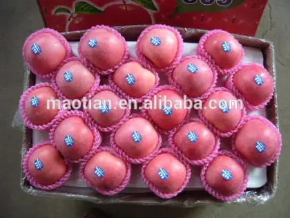 Fresh Fruit Apple from shandong province china