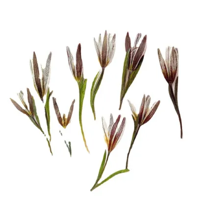 Wholesale DIY Dried Lily Pressed Flowers for Resin Crafts