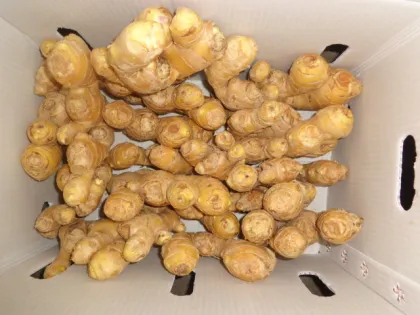 organic fresh anqiu ginger