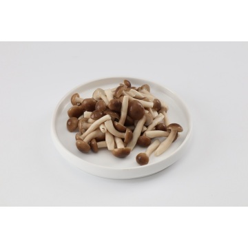 company Price white beech mushroom