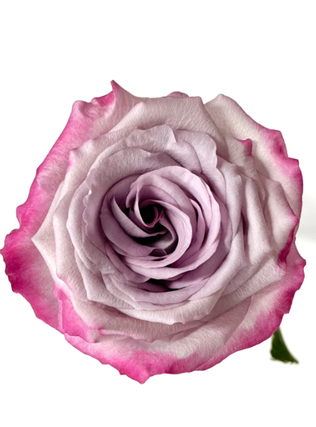 Glamorous Rose