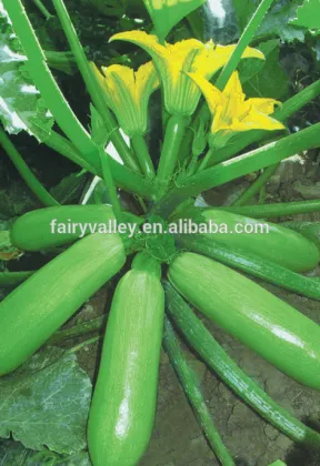 Hybrid Squash seeds for growing-SQHQ