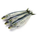 fryst fisk skaldjur fryst sardin