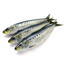 gefrorene Fisch Meeresfrüchte gefrorene Sardine