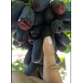 Uvas roxas Jade Tianzhu sem sementes