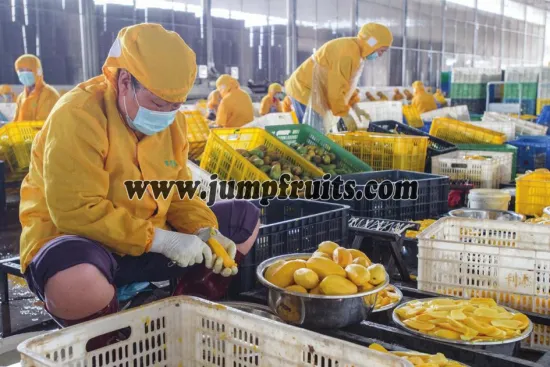 Mango juice production line with CE 0.5-20TPH