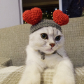 सर्दियों के पालतू कुत्ते बिल्लियों टोपी बुना हुआ सुंदर दिल के आकार का