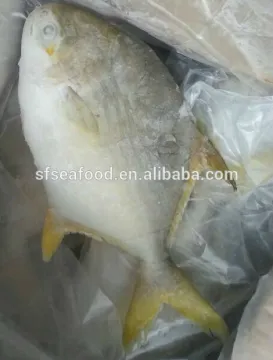 golden pomfret fishing boats fish