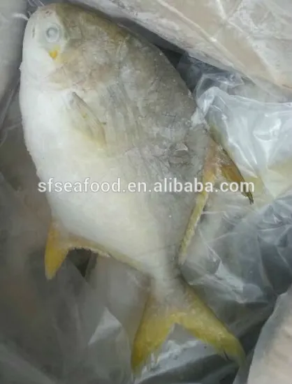 golden line pomfret frozen sea fish