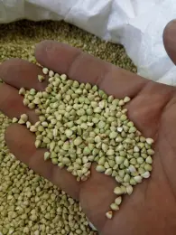 buckwheat kernel
