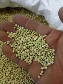 buckwheat kernel