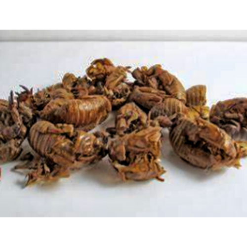 Organic Cicada Slough Extract for Holistic Wellness Solutions